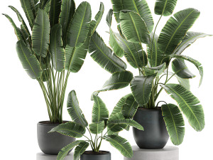 decorative banana palms in flower pots for the interior 587 Modèle 3D