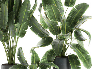 decorative banana palms in flower pots for the interior 587 3D Модель