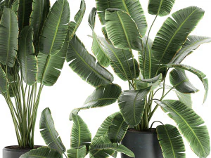 decorative banana palms in flower pots for the interior 587 3D Model