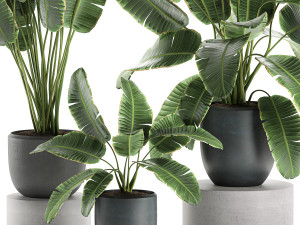 decorative banana palms in flower pots for the interior 587 3D Модель