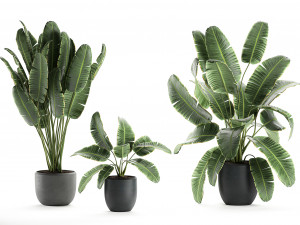 decorative banana palms in flower pots for the interior 587 3D Модель