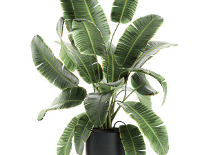 decorative banana palms in flower pots for the interior 587 3D Модель