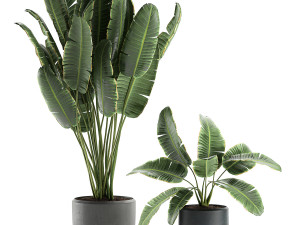 decorative banana palms in flower pots for the interior 587 3D Модель
