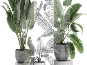 decorative banana palms in flower pots for the interior 587 3D Модель
