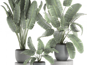 decorative banana palms in flower pots for the interior 587 3D Модель
