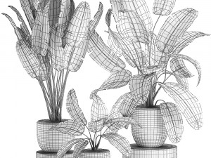 decorative banana palms in flower pots for the interior 587 3D Модель