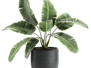 decorative banana palms in flower pots for the interior 587 3D Модель