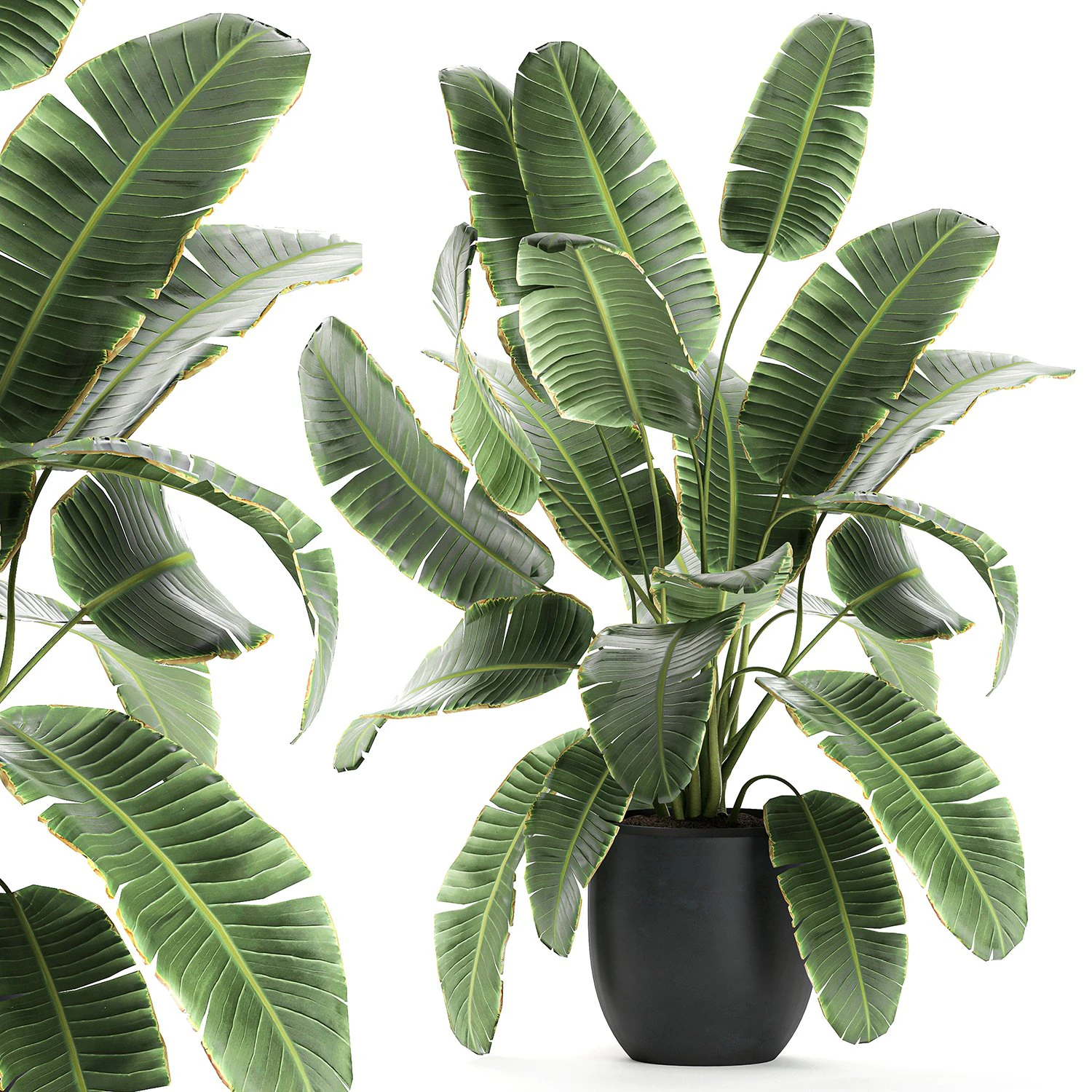 decorative banana palms in flower pots for the interior 588 3D Model .c4d .max .obj .3ds .fbx .stl .blend 