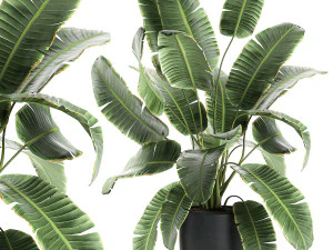 palme di banano decorative in vasi da fiori per interni 588 Modello 3D