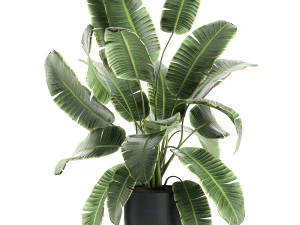 decorative banana palms in flower pots for the interior 588 3D Model