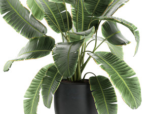 decorative banana palms in flower pots for the interior 588 Model 3D
