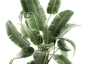 decorative banana palms in flower pots for the interior 588 Model 3D
