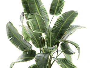 decorative banana palms in flower pots for the interior 588 3D Model