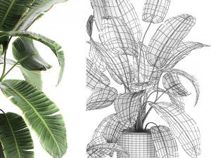 decorative banana palms in flower pots for the interior 588 3D Model