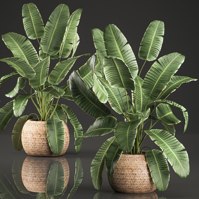 decorative banana palms in a basket for the interior 589 3D 模型 .c4d .max .obj .3ds .fbx .stl .blend