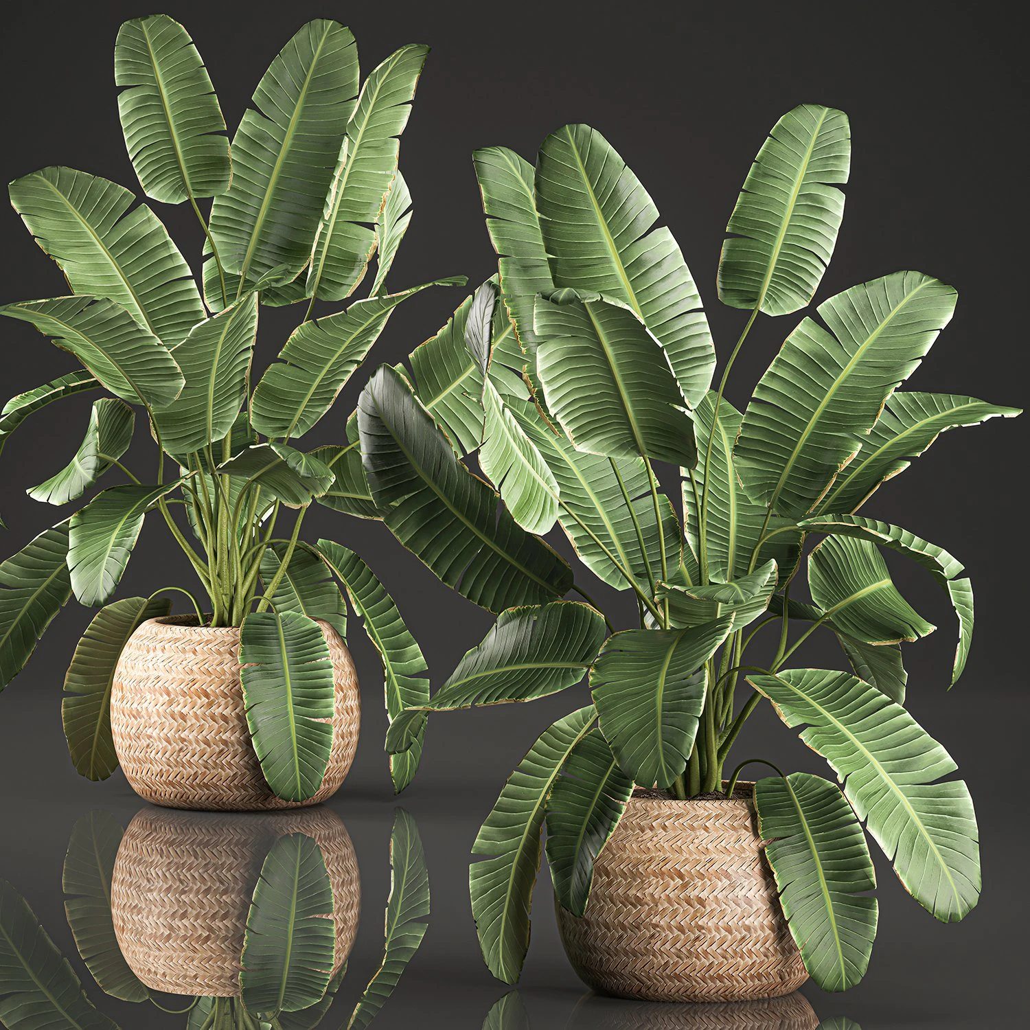 decorative banana palms in a basket for the interior 589 3D Model .c4d .max .obj .3ds .fbx .stl .blend 