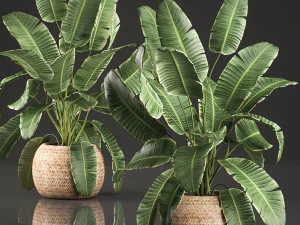 palmeras de plátano decorativas en una cesta para el interior 589 Modelo 3D