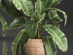 decorative banana palms in a basket for the interior 589 3D 模型
