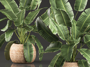 decorative banana palms in a basket for the interior 589 3D 模型