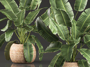 decorative banana palms in a basket for the interior 589 3D Model