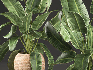 decorative banana palms in a basket for the interior 589 3D Model