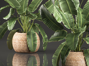 decorative banana palms in a basket for the interior 589 3D 模型