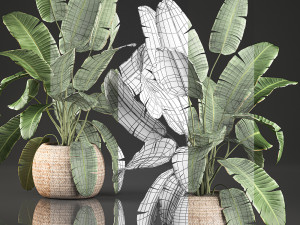 decorative banana palms in a basket for the interior 589 3D 模型