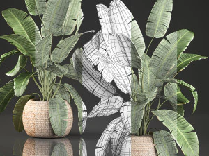 decorative banana palms in a basket for the interior 589 3D Model