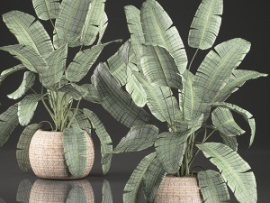 decorative banana palms in a basket for the interior 589 3D 模型