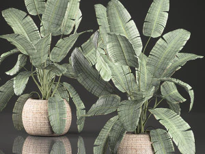 decorative banana palms in a basket for the interior 589 3D Model