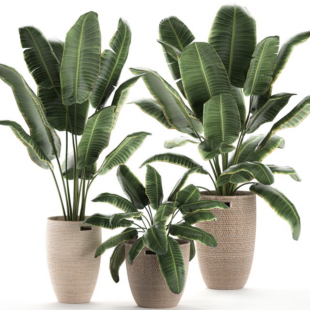 decorative banana palms in a basket for the interior 590 3D Model .c4d .max .obj .3ds .fbx .stl .blend 