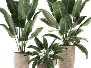 decorative banana palms in a basket for the interior 590 3D 模型