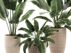 декоративные банановые пальмы в корзине для интерьера 590 3D Модель