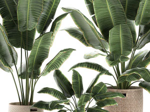 декоративные банановые пальмы в корзине для интерьера 590 3D Модель