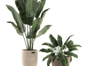 декоративные банановые пальмы в корзине для интерьера 590 3D Модель