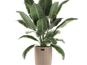 decorative banana palms in a basket for the interior 590 3D Model