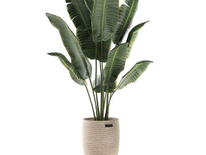 decorative banana palms in a basket for the interior 590 3D Model
