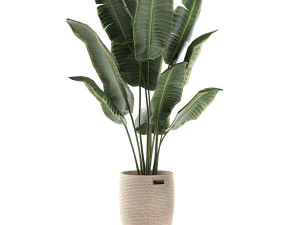 декоративные банановые пальмы в корзине для интерьера 590 3D Модель