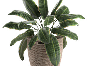 decorative banana palms in a basket for the interior 590 3D Model