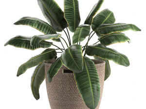 декоративные банановые пальмы в корзине для интерьера 590 3D Модель