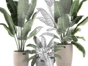 decorative banana palms in a basket for the interior 590 3D Model