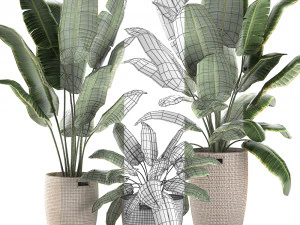 декоративные банановые пальмы в корзине для интерьера 590 3D Модель