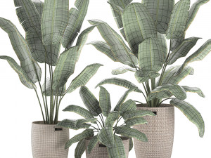 decorative banana palms in a basket for the interior 590 3D Model