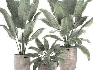 декоративные банановые пальмы в корзине для интерьера 590 3D Модель