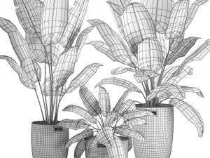 decorative banana palms in a basket for the interior 590 3D Model