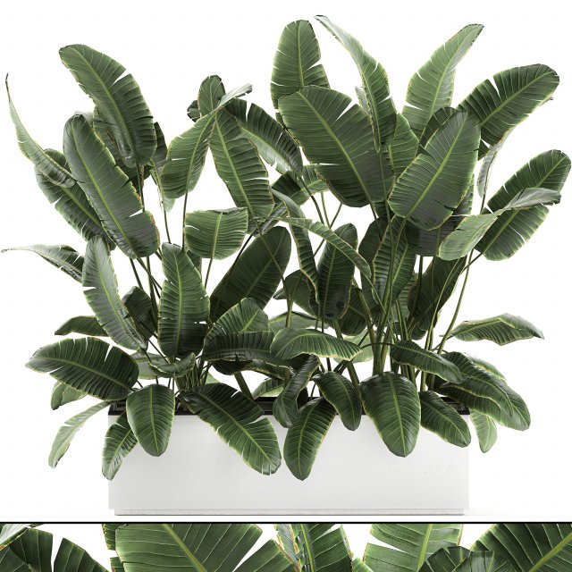 decorative banana palms in flower pots for the interior 581 Model 3D .c4d .max .obj .3ds .fbx .stl .blend 