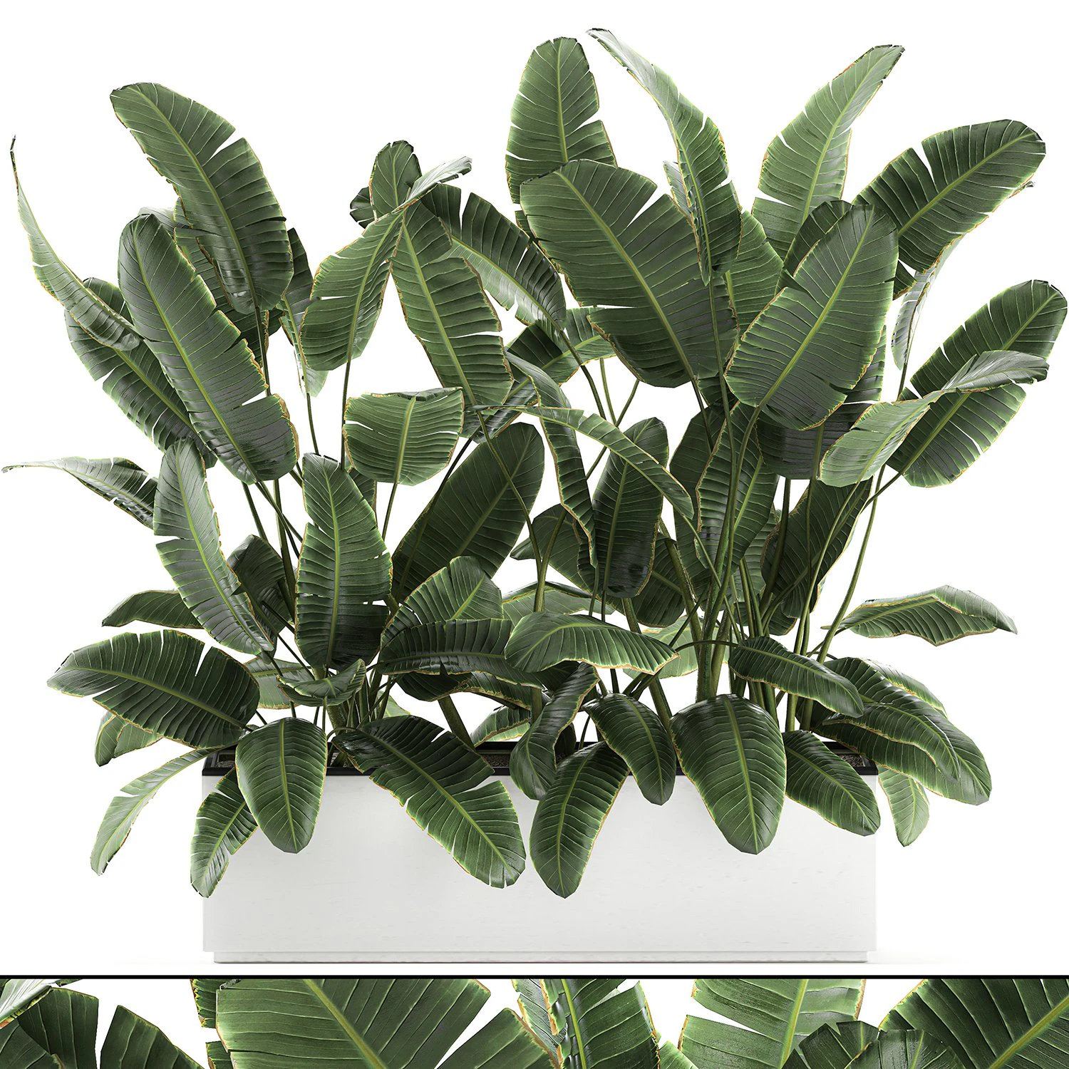 decorative banana palms in flower pots for the interior 581 3D Model .c4d .max .obj .3ds .fbx .stl .blend 