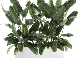 decorative banana palms in flower pots for the interior 581 Model 3D