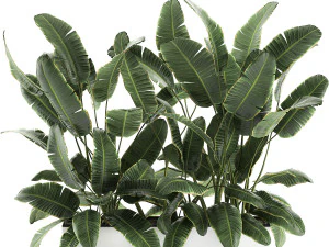 decorative banana palms in flower pots for the interior 581 3D Model