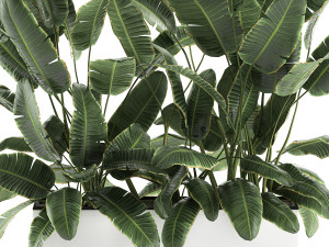 decorative banana palms in flower pots for the interior 581 Model 3D